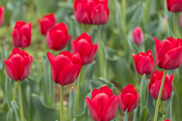 赤いチューリップ