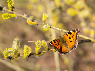 Butterfly on a branch