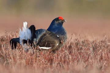 Black grouse