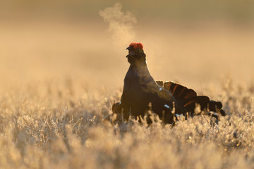 Black grouse calling