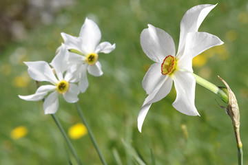 Narcisses