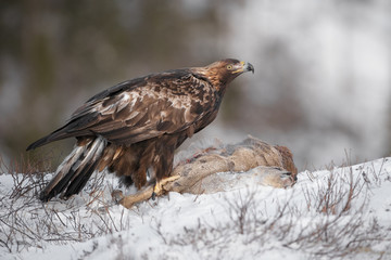 Golden Eagle © andyastbury