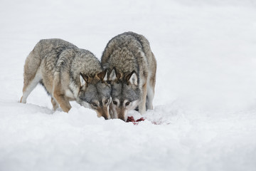 Fototapeta premium Wolves