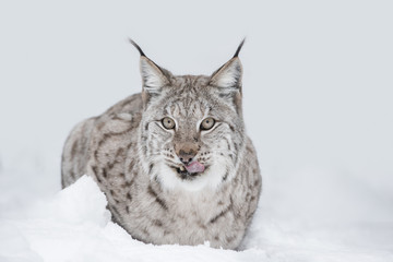 Obraz premium Lynx Wild Cat