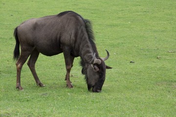 gnu © ulisse