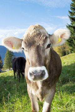 Cow on the pasture