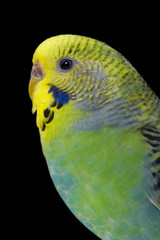 A colorful female budgie on black background