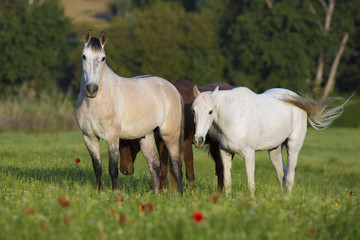 Pferde Im Mohnfeld