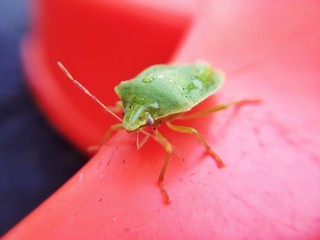 Cimice