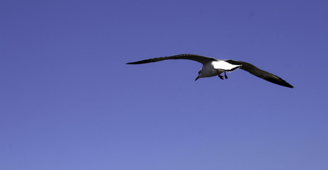 a beautiful seagull in the bright blue sky