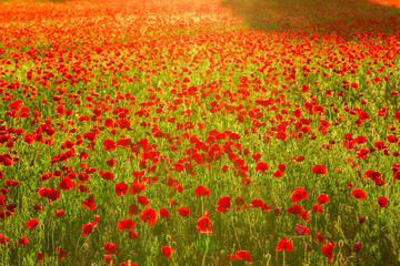 Poppies field at sunset