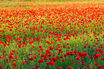 Poppies field at sunset