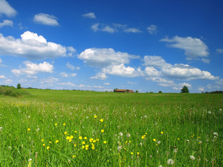 spring meadow with blue sky and clouds
