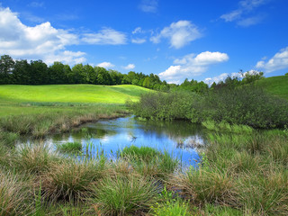 spring meadow with marsh