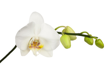 Naklejka na ściany i meble Two day old white orchid isolated on white background.