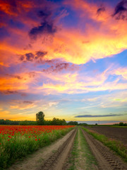 Fototapeta premium Poppies field at sunset