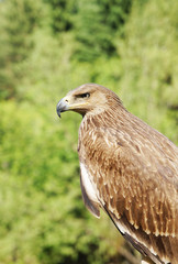Proud profile of an eagle against green foliage