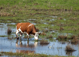 cow on marsh