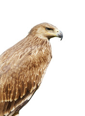 Proud profile of an eagle isolated over white background