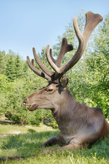 Wild red deer with large horns lying on the green grass