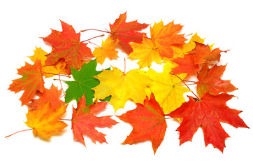 Naklejka na ściany i meble Colored autumn leaves