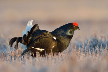 Black grouse at lek