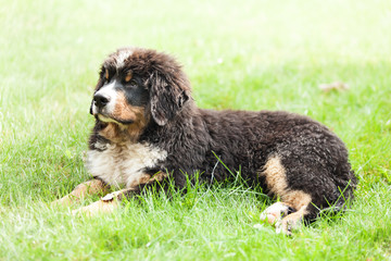 Fototapeta premium Bernese mountain dog