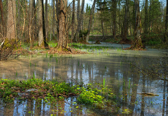 spring in forest, first leaves on the trees
