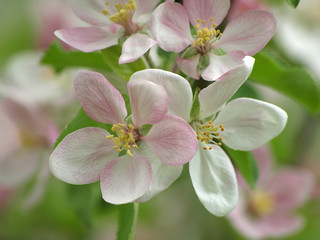 Fototapeta na wymiar apple flowers on the tree in garden