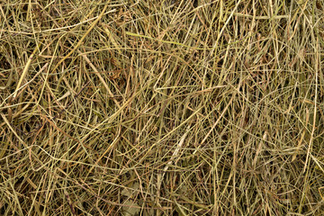 Golden hay texture background close-up