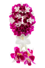 garland orchid on white background.