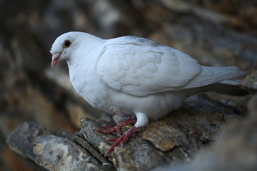 white dove on a rock