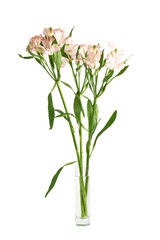 Alstroemeria flowers in a vase