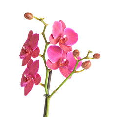 Obraz na płótnie Canvas Magenta orchid flower