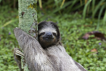Dreifingerfaultier im Regenwald von Costa Rica