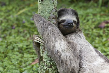 Dreifingerfaultier im Regenwald von Costa Rica