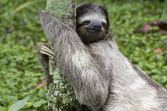 Dreifingerfaultier im Regenwald von Costa Rica