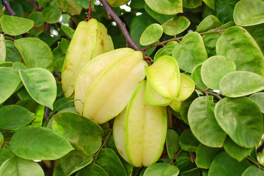 Br&eacute;sil, caramboles