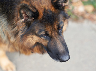 German shepherd dog