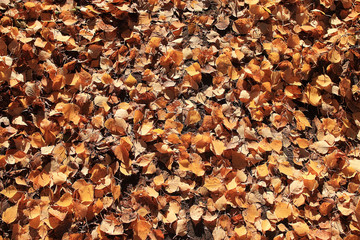 texture of yellow leaves on the ground park maples
