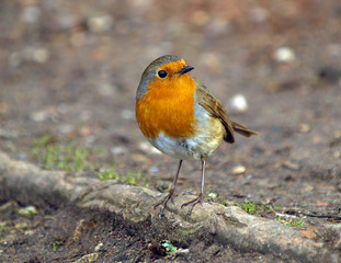 Robin