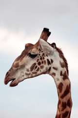 Masai or Kilimanjaro Giraffe