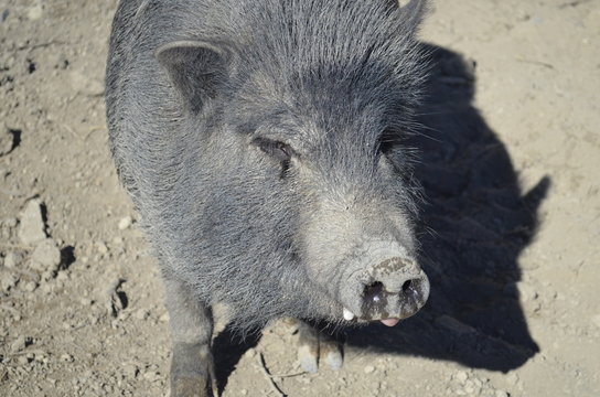 40 Best Cochon Noir Images Stock Photos Vectors Adobe Stock