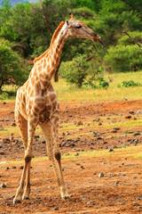 Giraffe looking left with tongue out