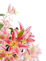 Pink lily isolated on white background