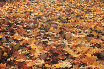 texture of yellow leaves on the ground park maples