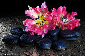Fototapeta na wymiar Spa stones and tulip flowers with reflection on black