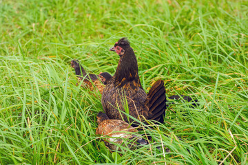 Black Hen With Chickens