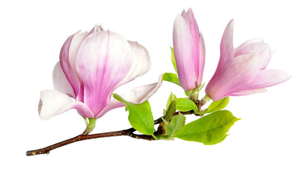 Fototapeta pink magnolia