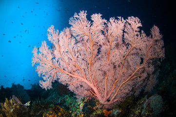 Fototapeta na wymiar seafan bunaken sulawesi indonesia underwater photo melithaea